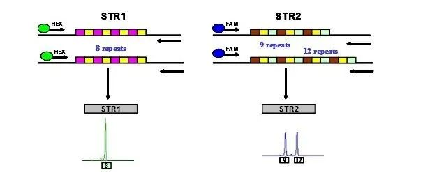 森貝伽生物：STR鑒定，為您的細胞提供身份證明